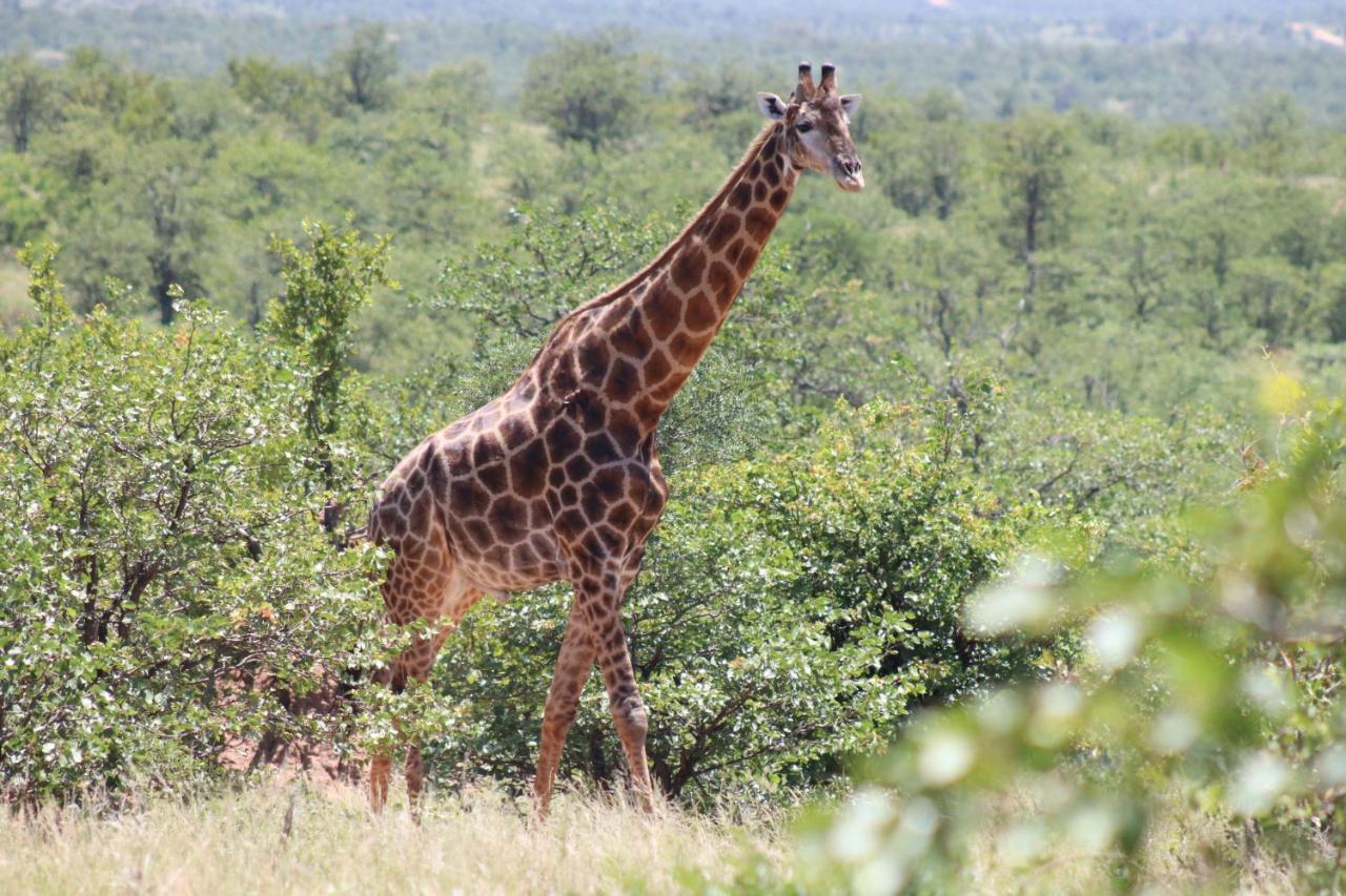 African Rock Lodge Hoedspruit Luaran gambar