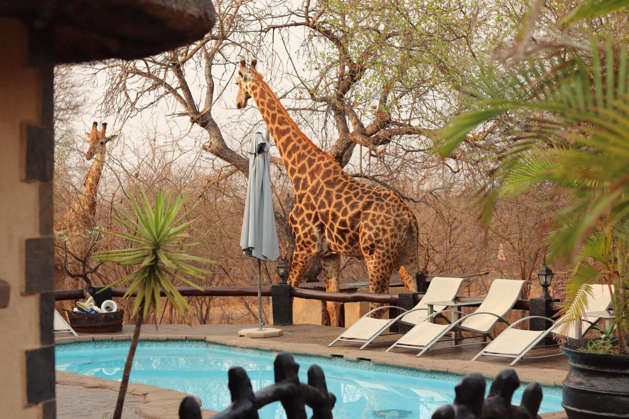 African Rock Lodge Hoedspruit Luaran gambar