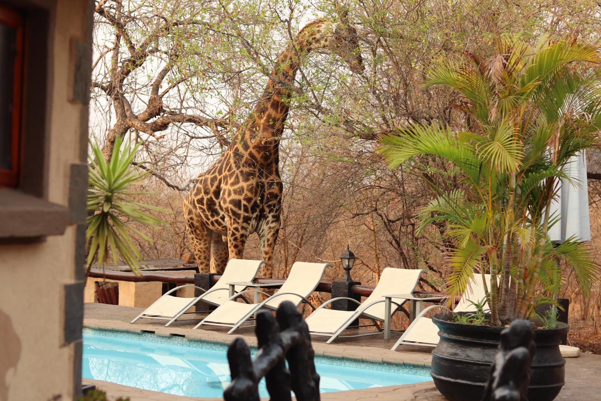 African Rock Lodge Hoedspruit Luaran gambar